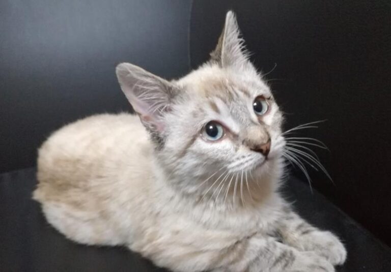 multimedia-foto61036-211-1