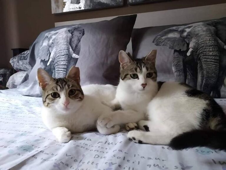 multimedia-foto61037-68-1