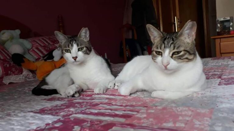 multimedia-foto61038-68-1