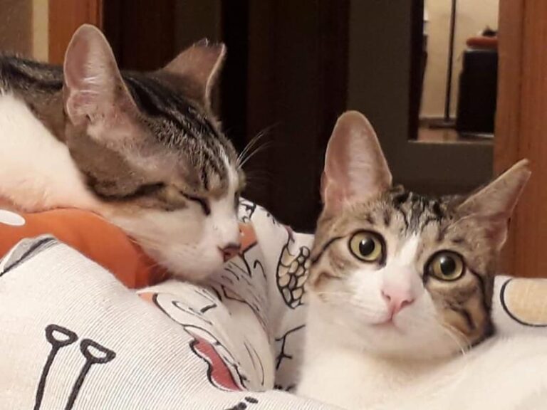 multimedia-foto61039-68-1