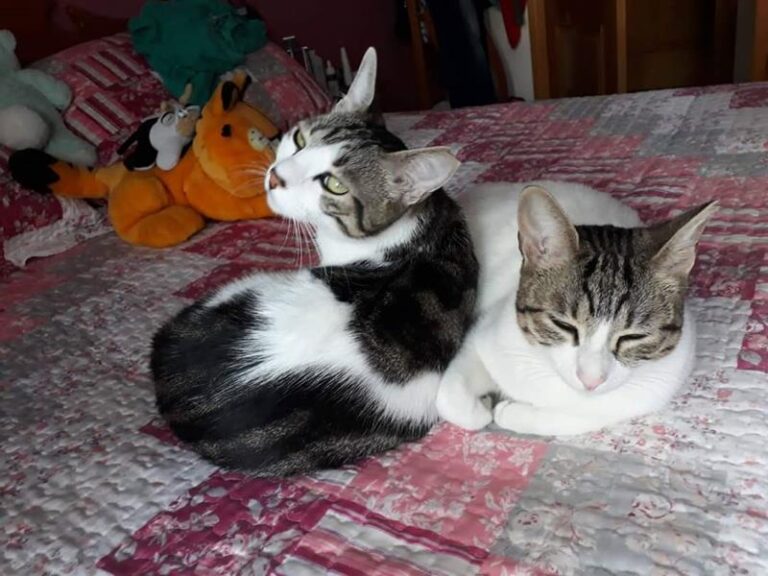 multimedia-foto61040-69-1