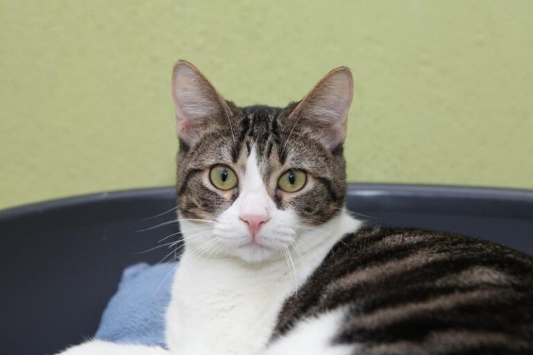 multimedia-foto61059-728-1