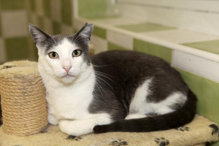 multimedia-foto61060-778-1