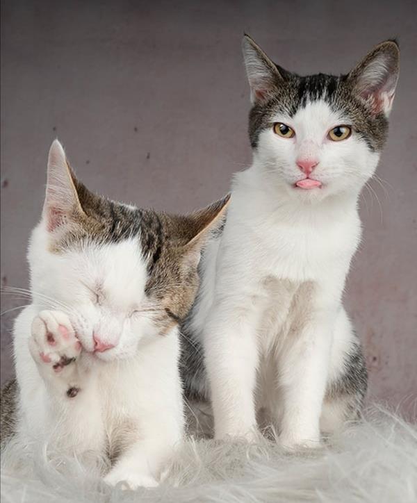 multimedia-foto61063-843-1