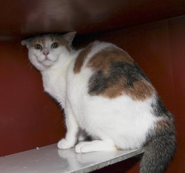 multimedia-foto61067-710-1