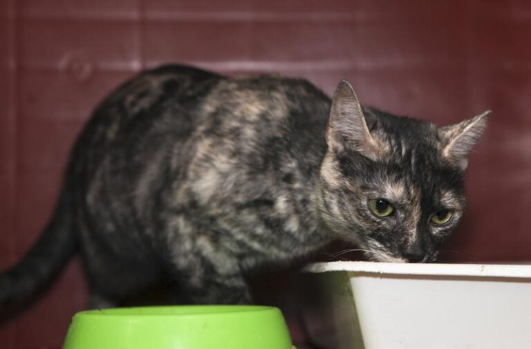 multimedia-foto61073-857-1