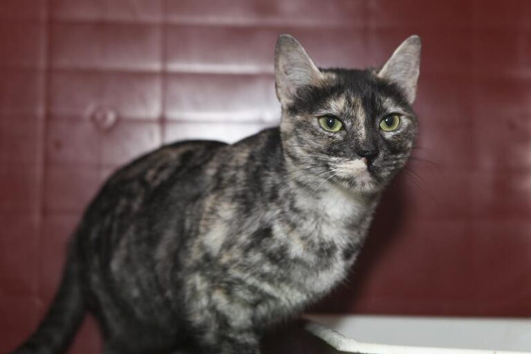 multimedia-foto61074-858-1