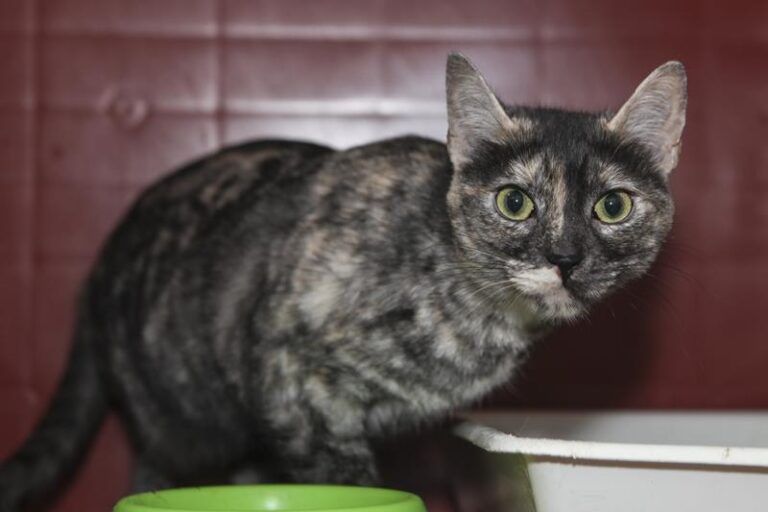 multimedia-foto61075-858-1