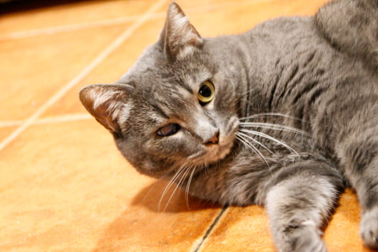 multimedia-foto61086-820-1