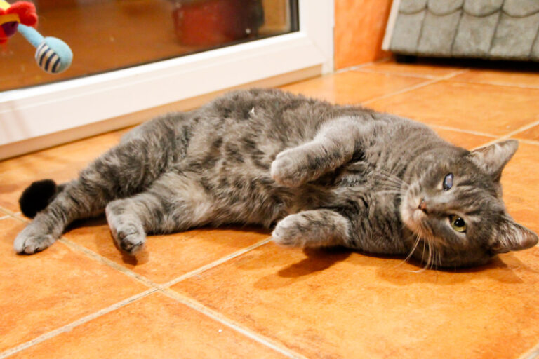 multimedia-foto61087-821-1