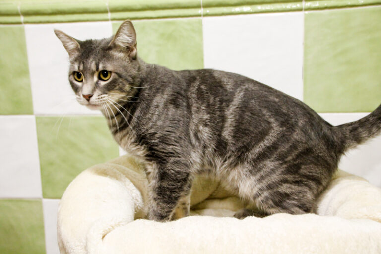 multimedia-foto61150-956-1