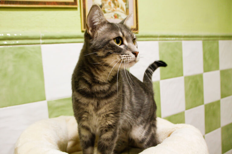 multimedia-foto61151-956-1