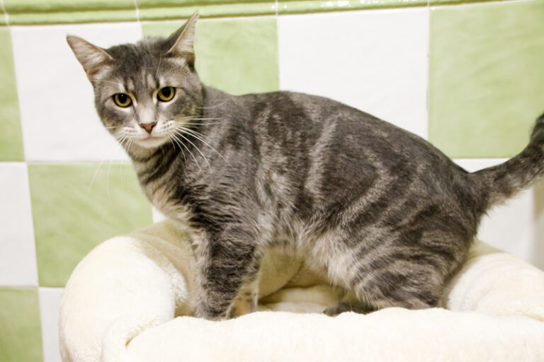 multimedia-foto61152-956-1