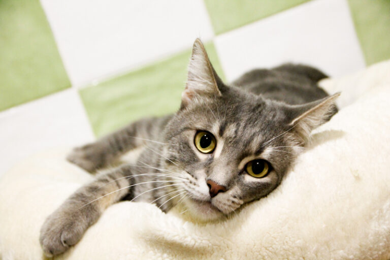 multimedia-foto61153-956-1