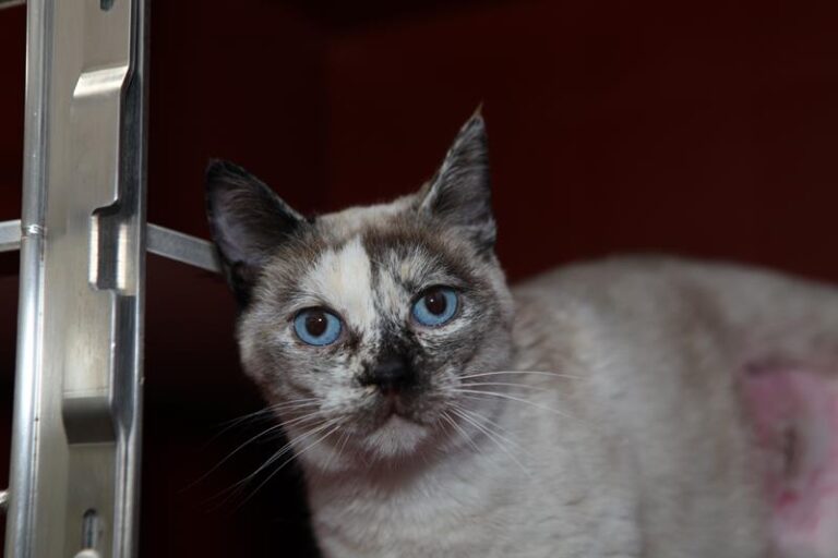 multimedia-foto61175-668-1