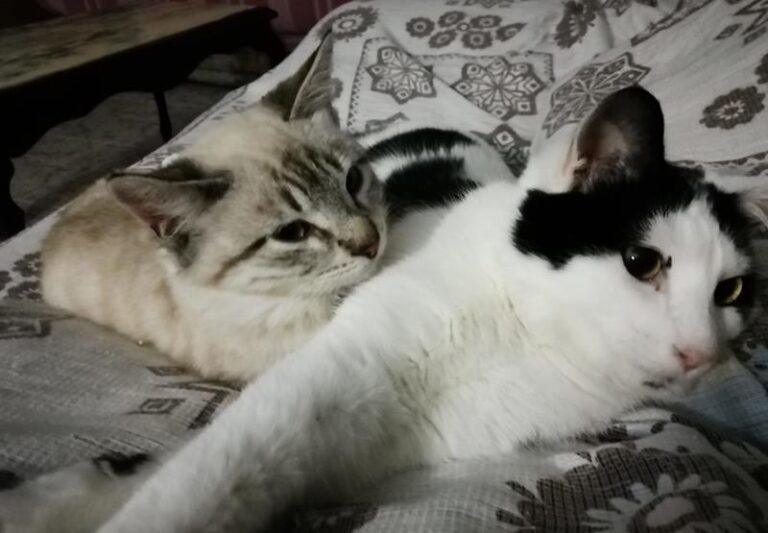 multimedia-foto61185-246-1