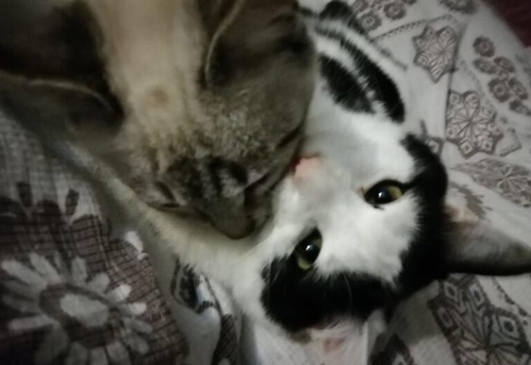 multimedia-foto61186-246-1