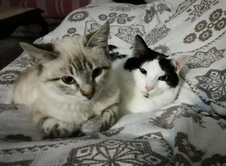 multimedia-foto61190-301-1