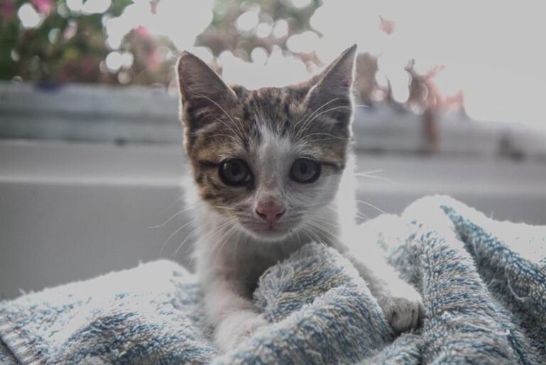 multimedia-foto61289-962-1