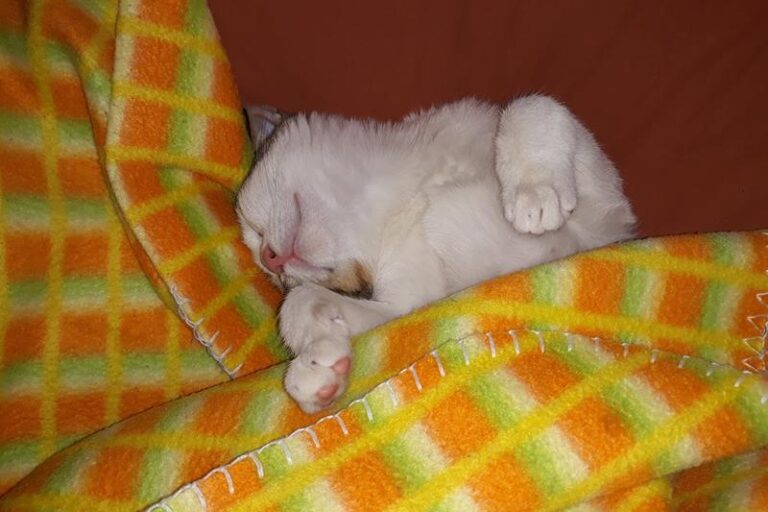 multimedia-foto61290-962-1