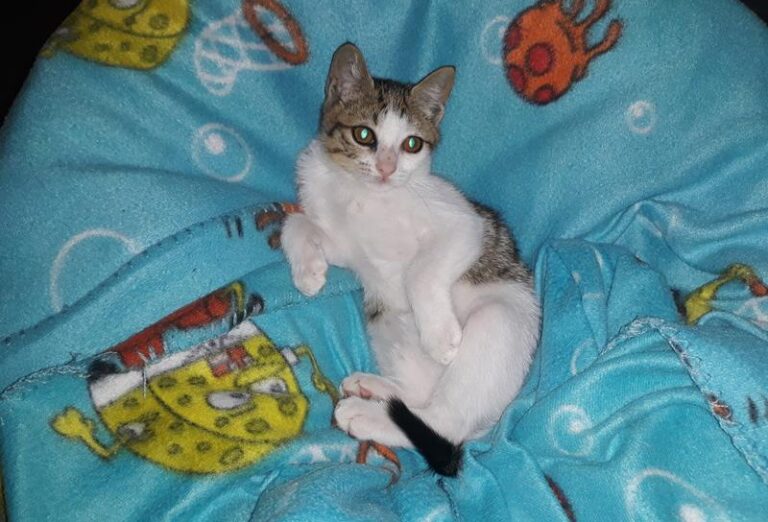 multimedia-foto61293-963-1