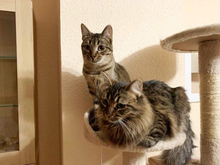 multimedia-foto61415-656-1