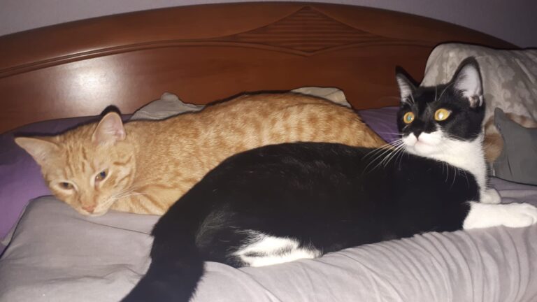 multimedia-foto61437-344-1