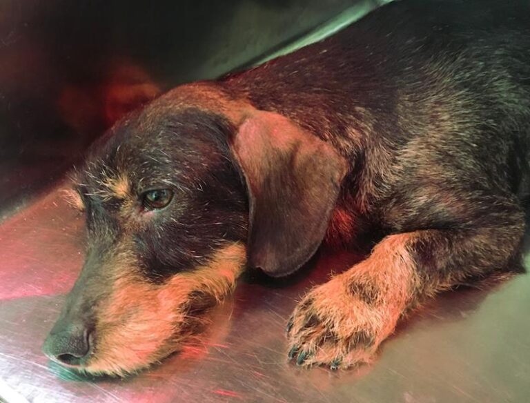 multimedia-foto61445-651-1