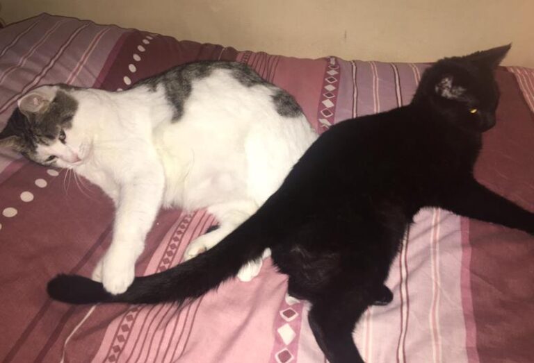 multimedia-foto61455-946-1