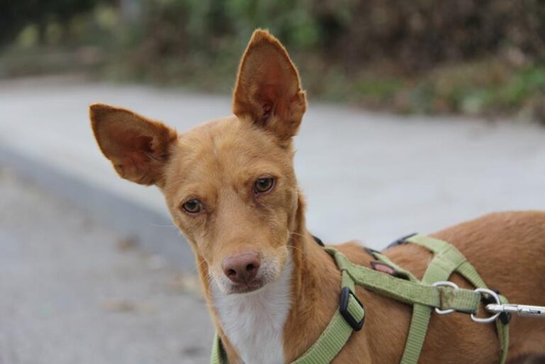 multimedia-foto61485-64-1