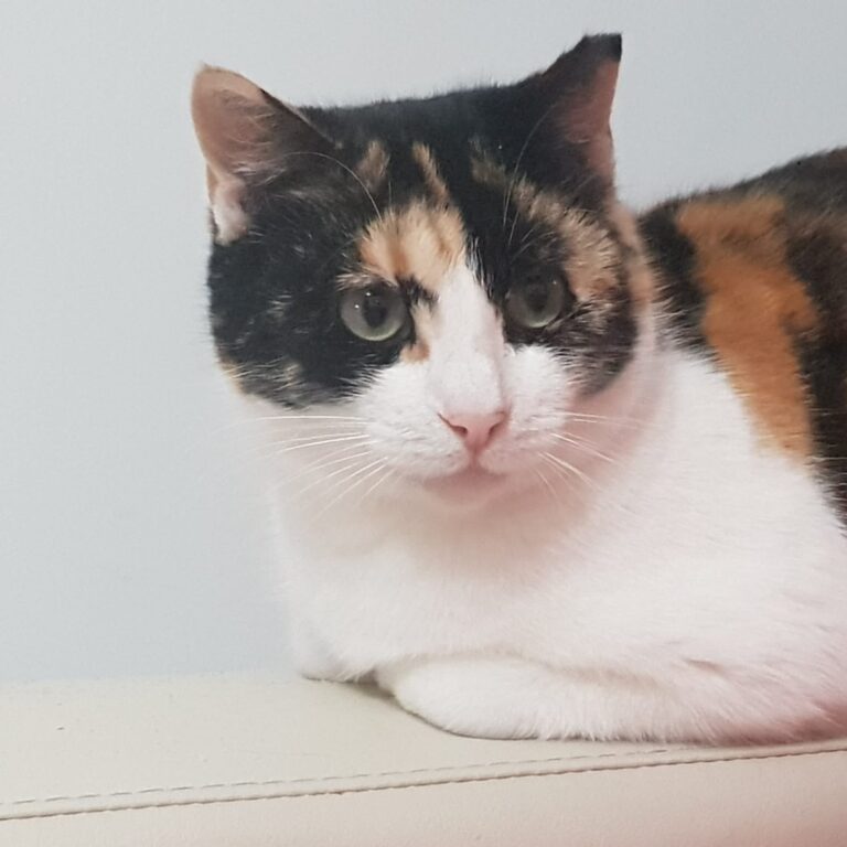 multimedia-foto61493-476-1