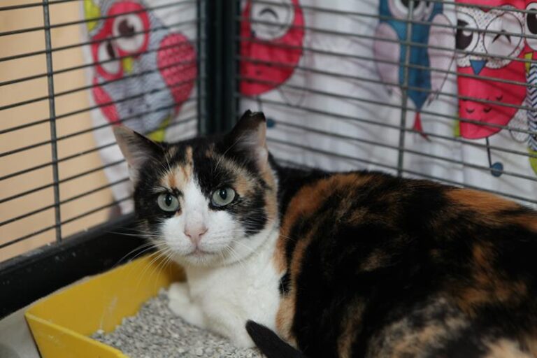 multimedia-foto61494-476-1