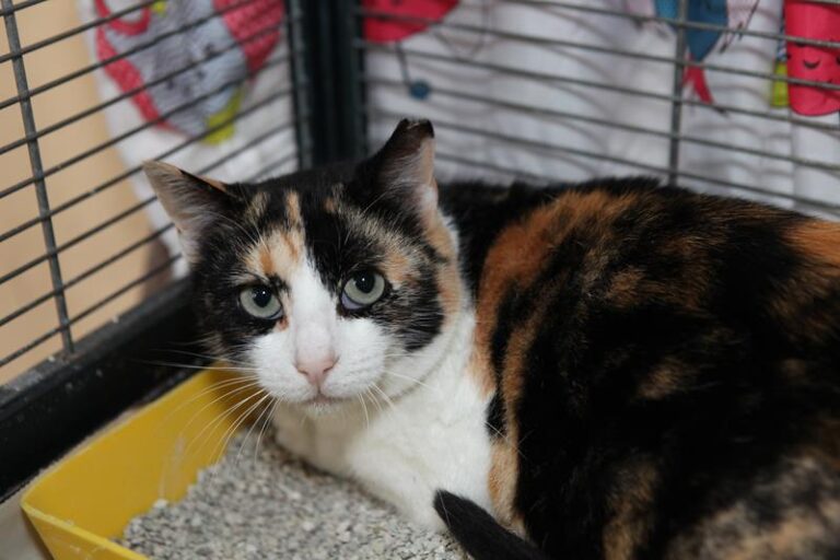 multimedia-foto61496-476-1