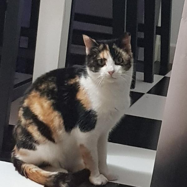 multimedia-foto61497-476-1