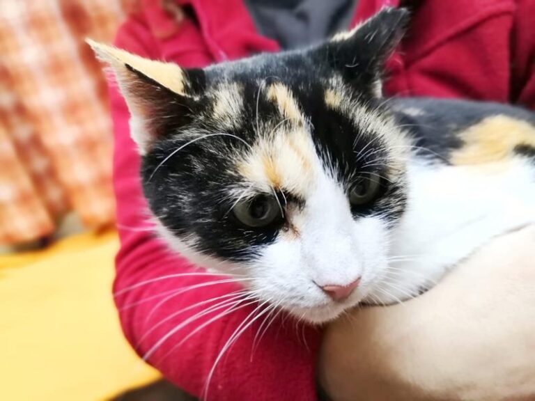 multimedia-foto61498-477-1