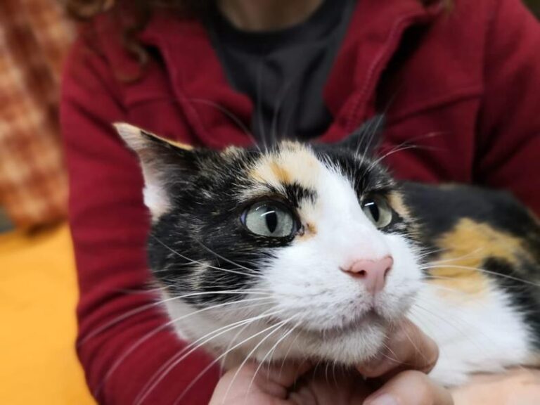 multimedia-foto61499-477-1