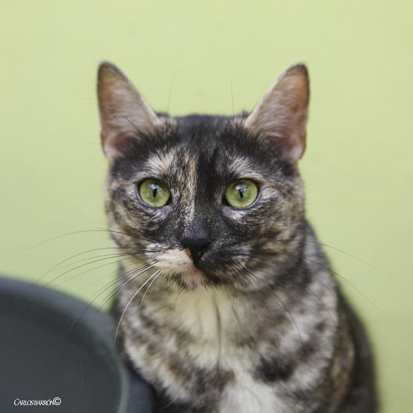 multimedia-foto61516-522-1