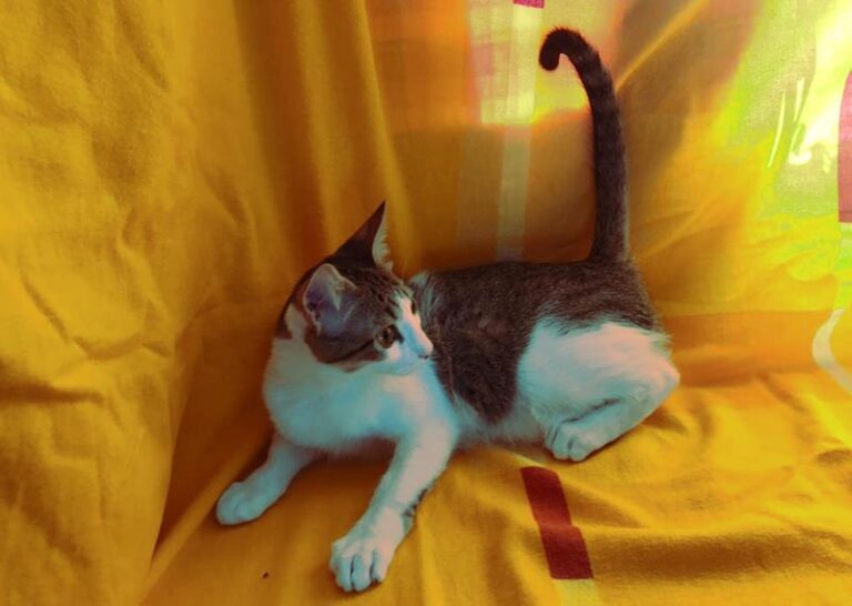 multimedia-foto61535-544-1