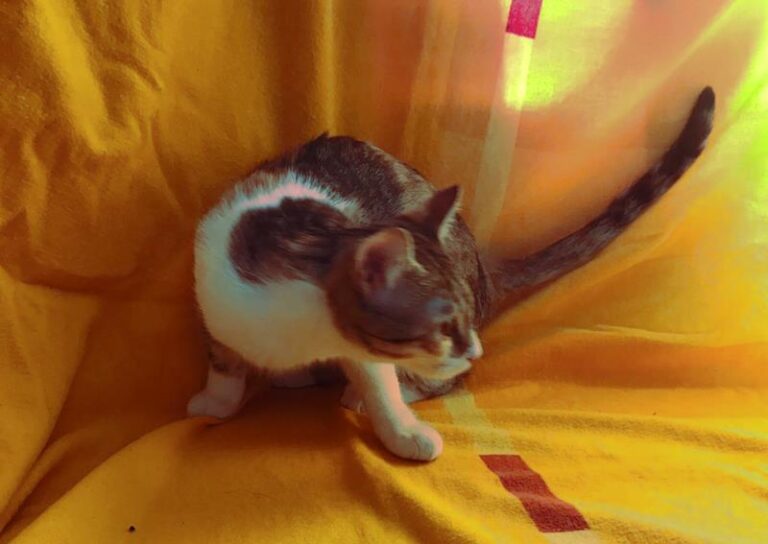 multimedia-foto61536-544-1