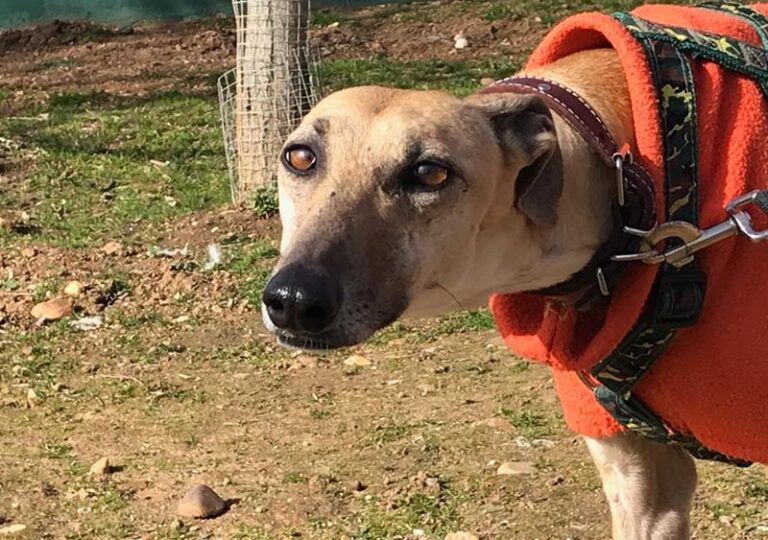 multimedia-foto61642-255-1