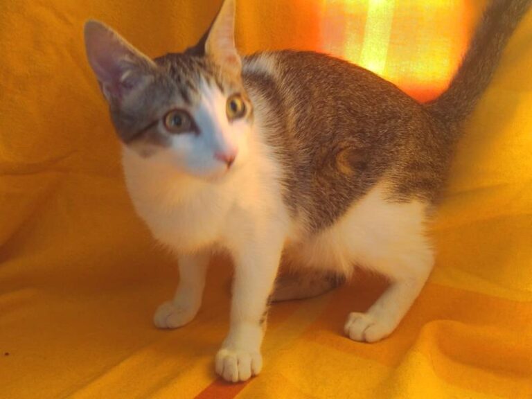 multimedia-foto61655-475-1