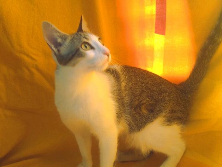 multimedia-foto61656-475-1