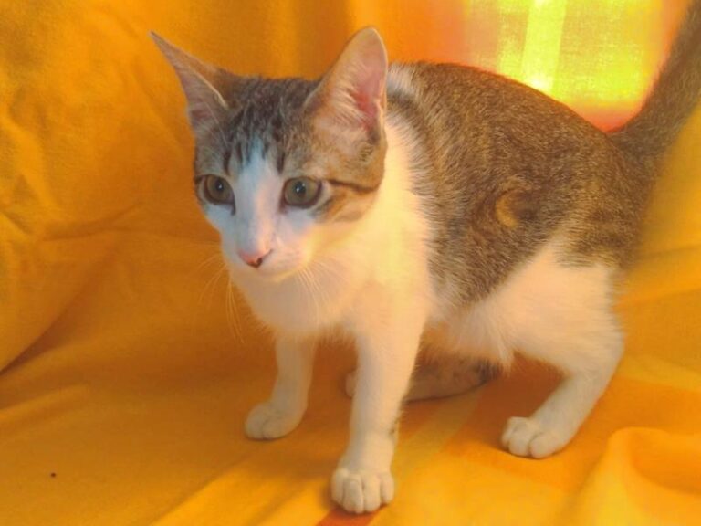 multimedia-foto61657-475-1