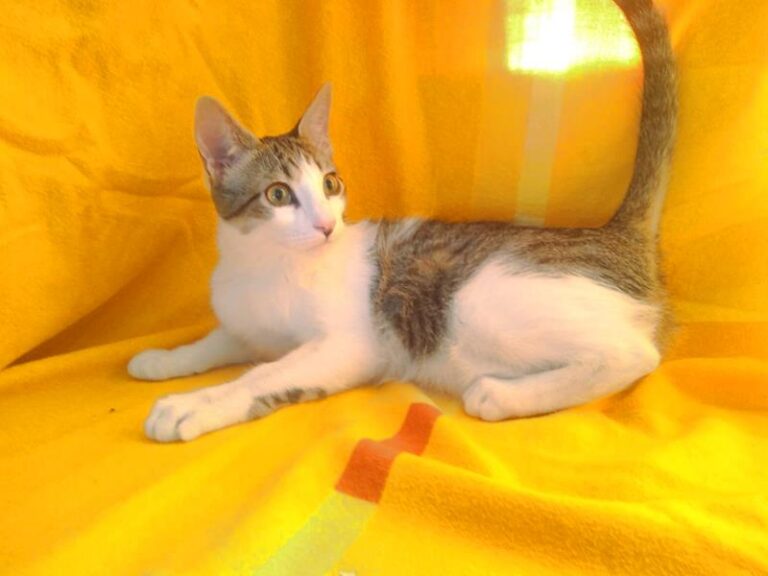 multimedia-foto61658-475-1