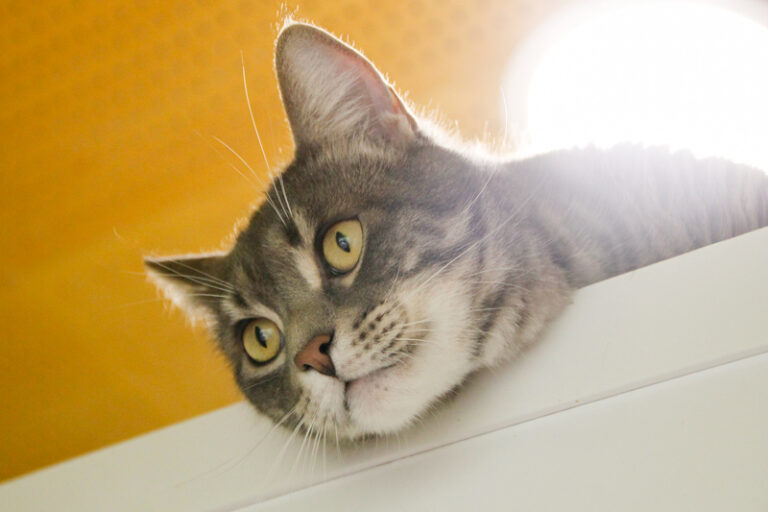 multimedia-foto61687-614-1