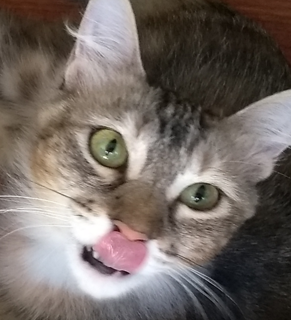 multimedia-foto61693-94-1