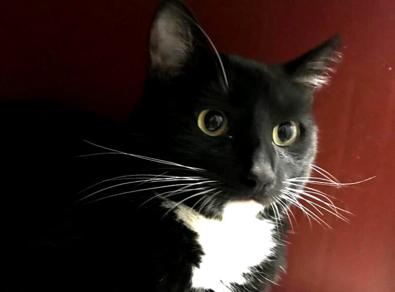 multimedia-foto61739-525-1