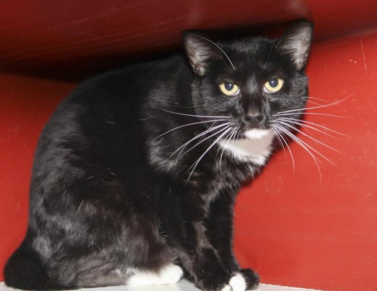 multimedia-foto61742-525-1