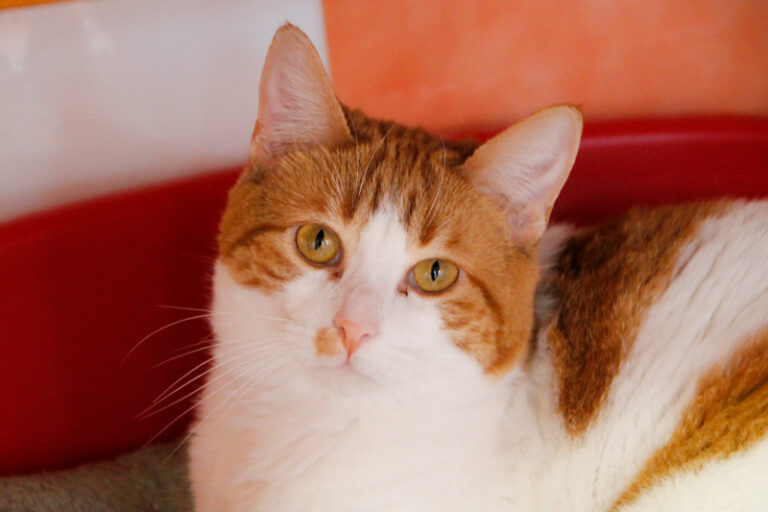 multimedia-foto61797-303-1