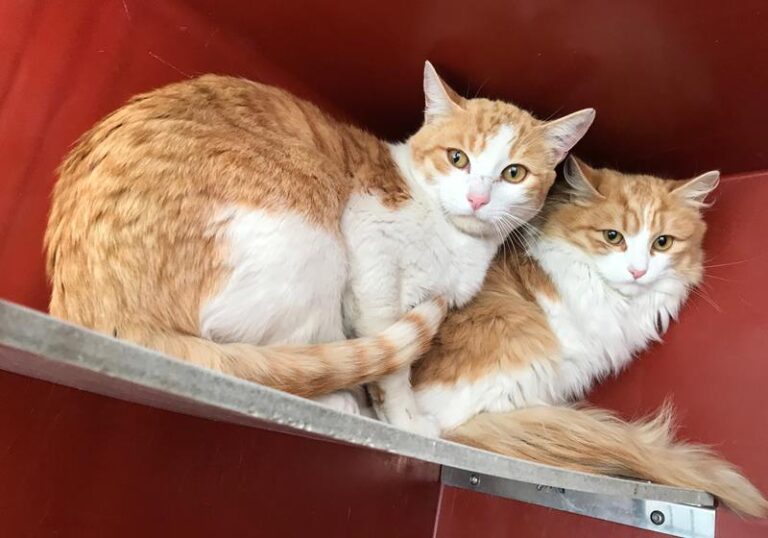 multimedia-foto61827-740-1